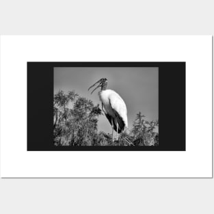 Speaking Stork in Black and White Posters and Art